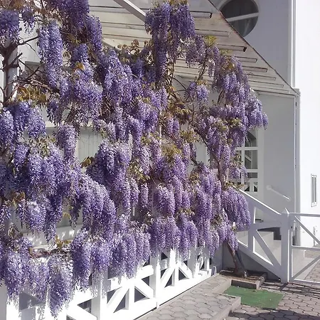 Apartamento Lila Ház *